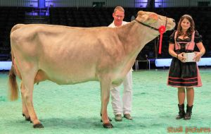 Swiss Expo Brown Swiss-149